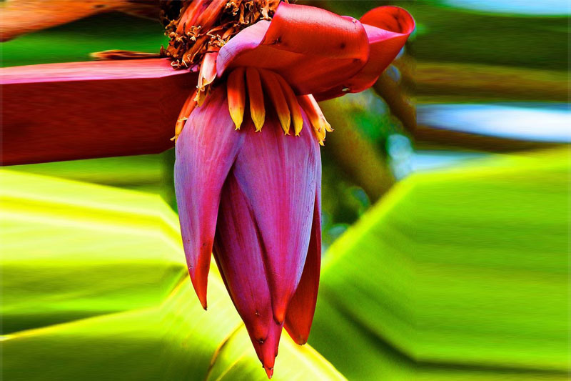 Banana Flower A Great Staple For Weight Loss Philstar Com,Fun Card Games For Two People