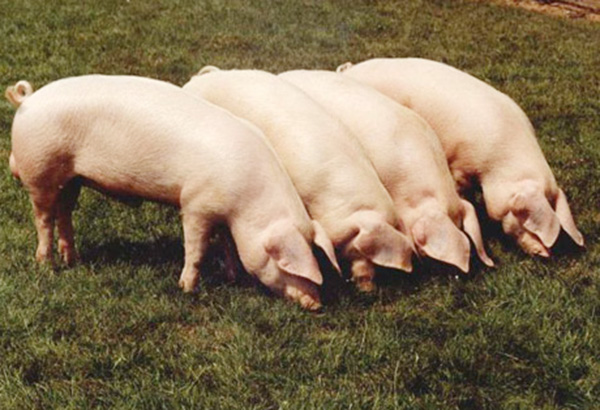 Baboy - Dili lang diay usa kun dili moabot na diay sa lima ka mga baboy ...