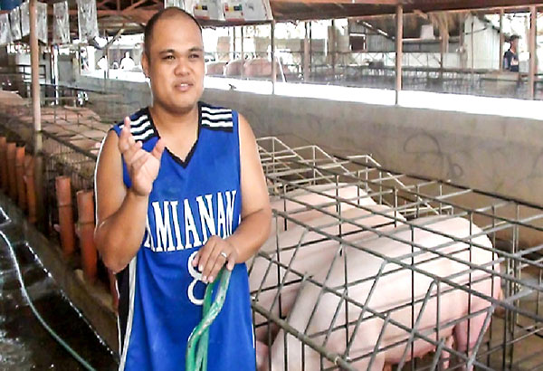 How to Start a Piggery Business in the Philippines