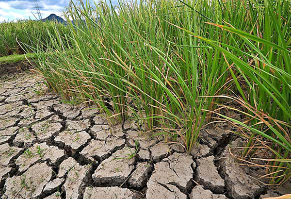 thesis on drought tolerance in rice thesis on drought tolerance in rice