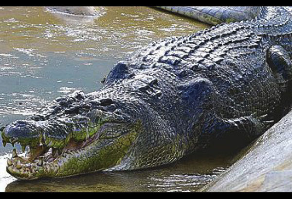 Forex nation alligator