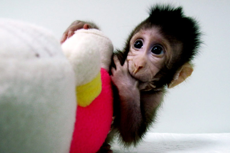 22 years after Dolly, world's first cloned monkeys born in Shanghai 22 years after Dolly, world's first cloned monkeys born in Shanghai