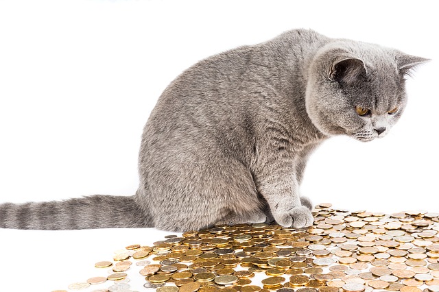 cat and money