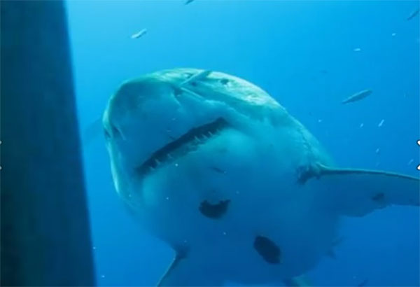 deep blue shark 2020