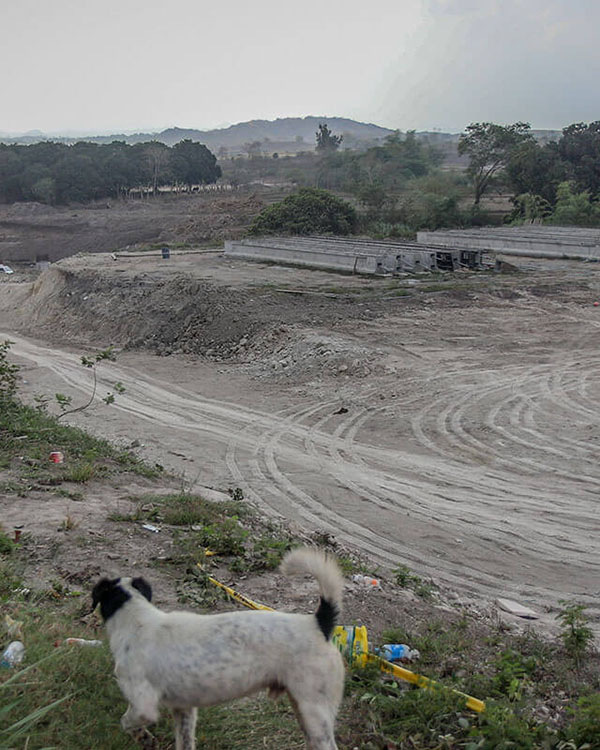 A dog stands on top of a hill overlooking a construction site that used to be a field planted with mango trees and other fruit-bearing trees.