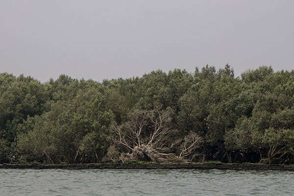 Environmentalists say the airport project will also have to cut down mangroves that shelter fish and give them places to breed