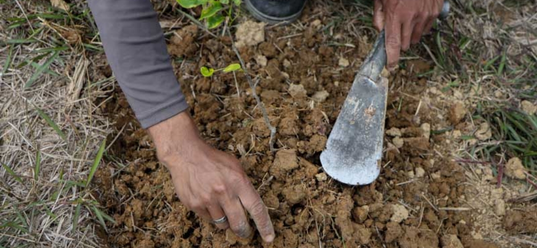 A forest ranger of the Masungi Georeserve gets rid of stubborn weeds surrounding a delicate seedling on February 7, 2021. Philstar.com/EC Toledo