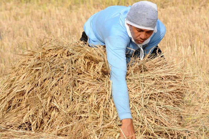 Government to miss agriculture growth target for 2018