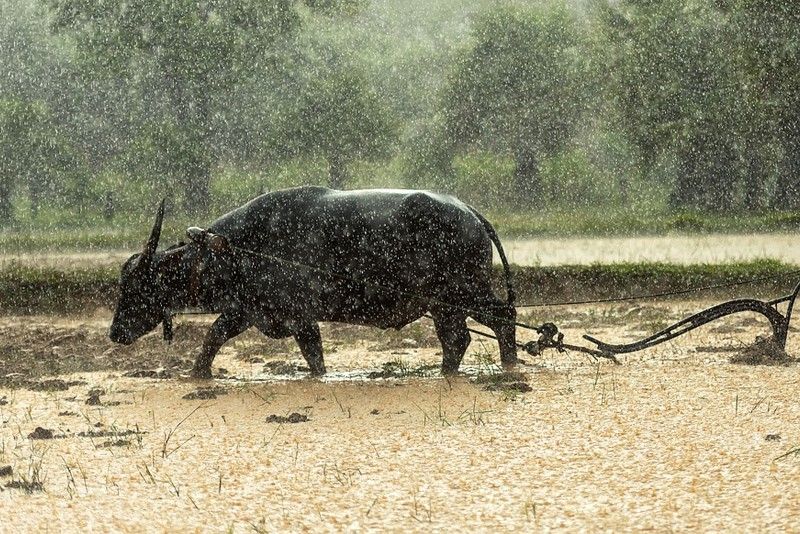 Floods' impact on agriculture minimal, says PiÃ±ol