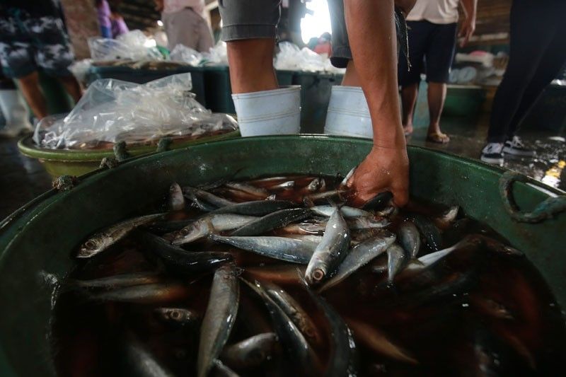 Fishers groups oppose plan to import more galunggong