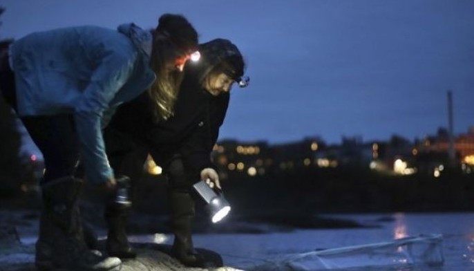 Eels break records in Maine, where they sell for big money