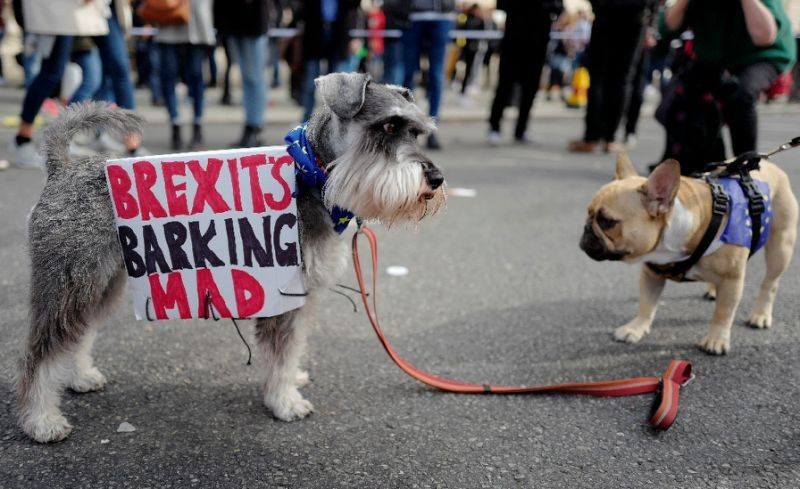 Hundreds of dogs hound May for 'Wooferendum' on Brexit