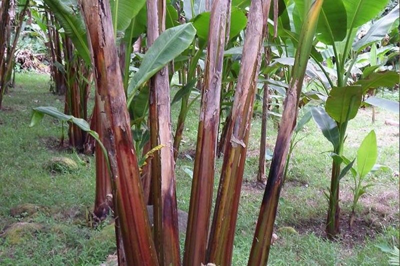 Philippines needs 60,000 hectares more for abaca plantations