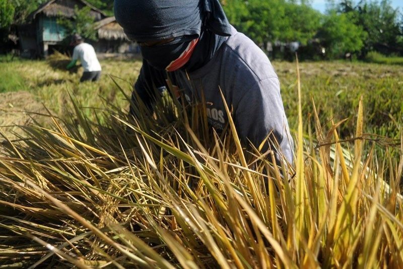 Tungro damages P3.2M rice plants in Asturias