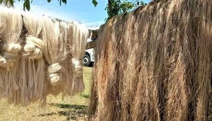 Abaca farming turns Catanduanes into a &lsquo;Happy Island&rsquo;