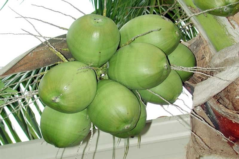 Coconut industry yet to reach full potential