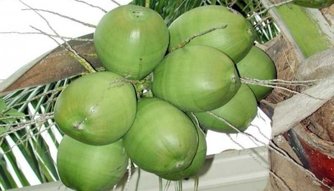 Coconut industry yet to reach full potential