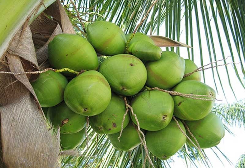 Government readies nationwide coconut replanting program