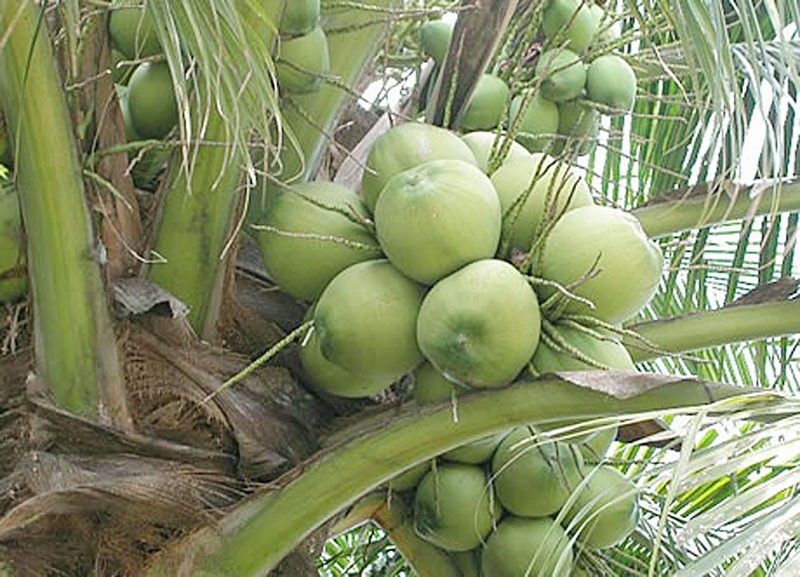 Congress OKs trust fund for coco levy