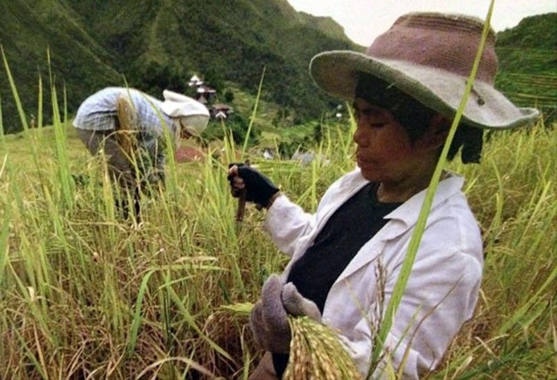 Female farm workers still get lower wages