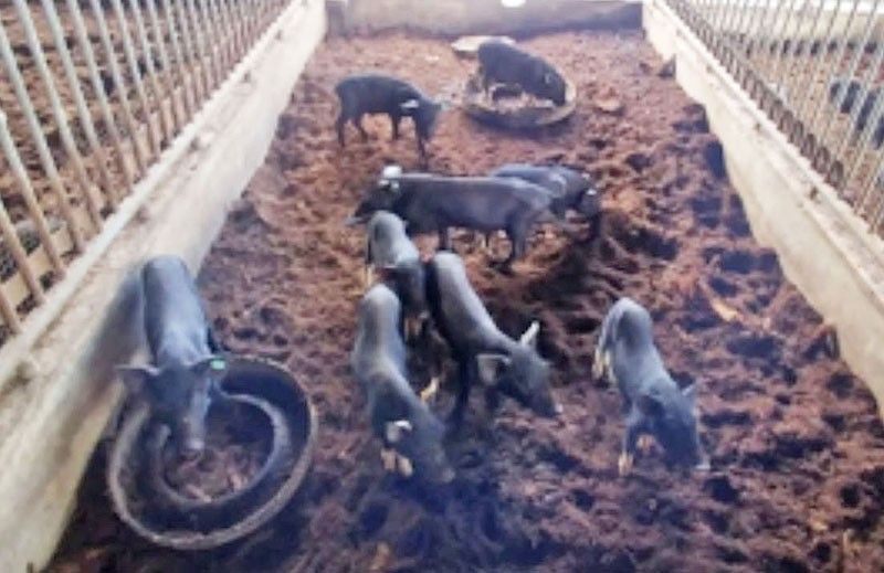 Campaign on to save native Ifugao pigs
