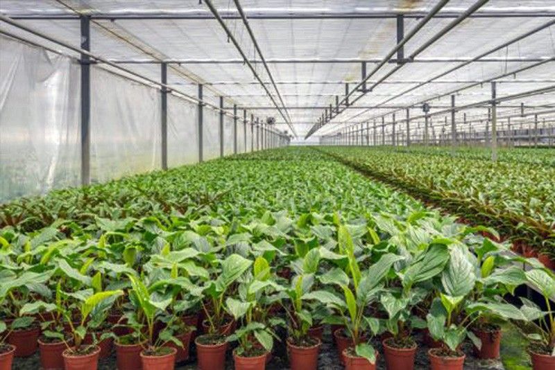 Philippines secures $2.43 million funding to build smart greenhouses