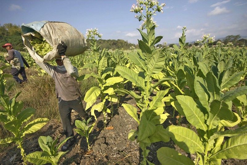 Ilocos farmers yet to benefit from tobacco taxes