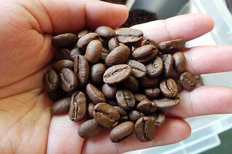 DA wants to perk up Davao coffee industry