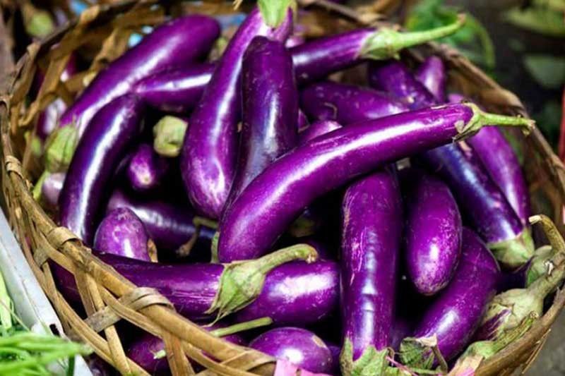 Commercialization of Bt eggplant eyed next year