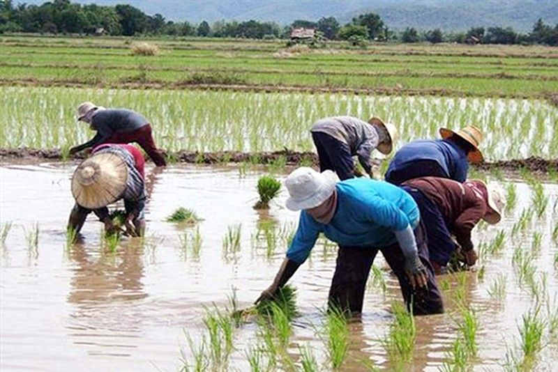 Quality seeds, machinery seen as key to agriculture competitiveness