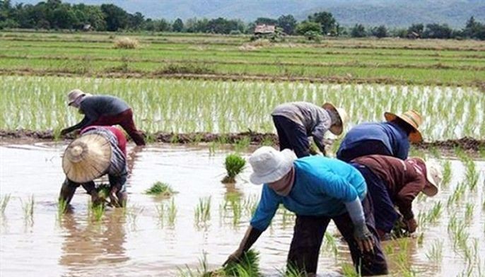Quality seeds, machinery seen as key to agriculture competitiveness
