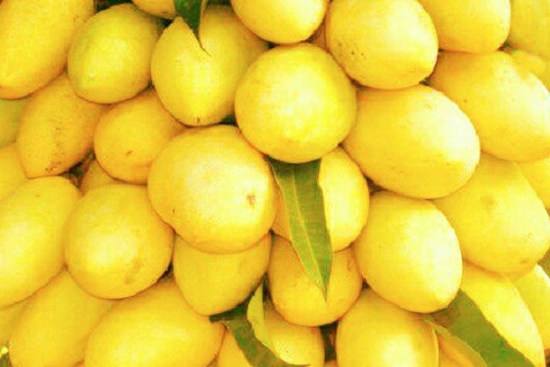 Guimaras mango industry ripe for redevelopment