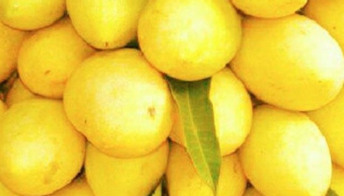 Guimaras mango industry ripe for redevelopment