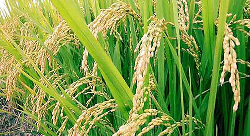 Palay output seen slightly lower in 2018
