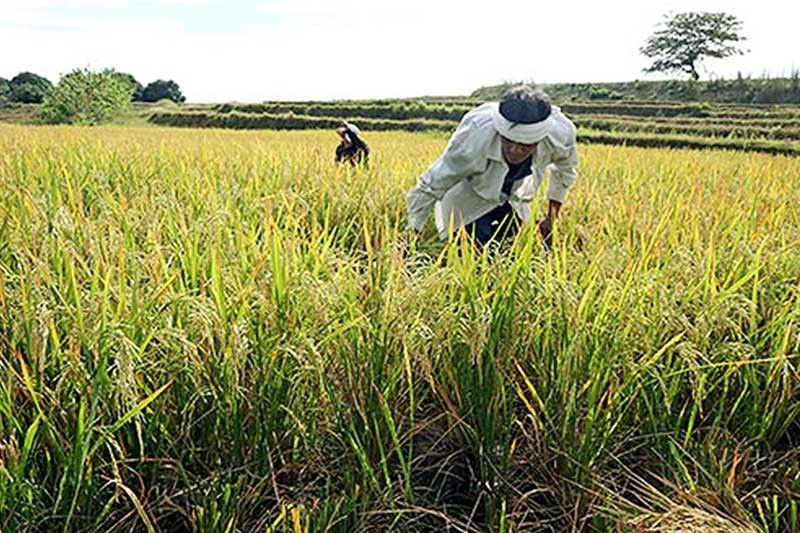 DA develops Samar as new rice production area