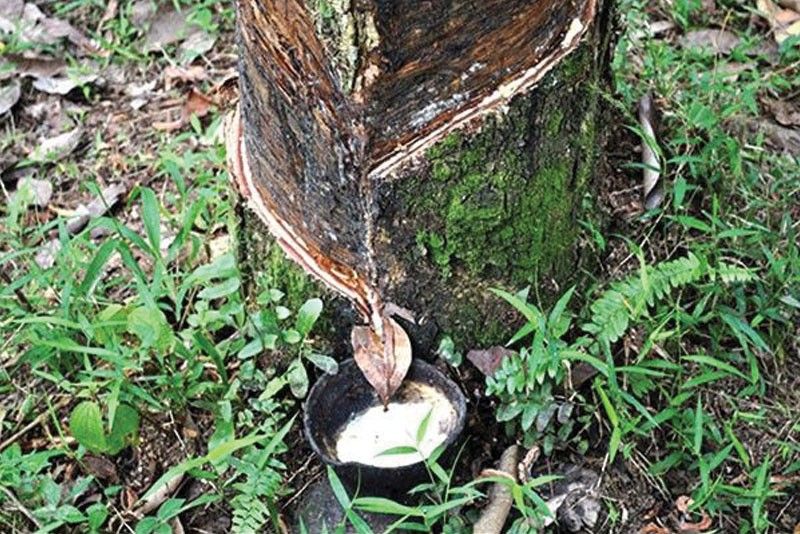 Rubber farmers soon to market own brand