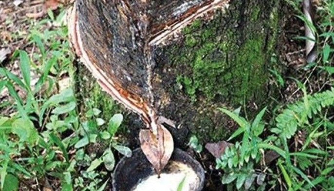 Rubber farmers soon to market own brand