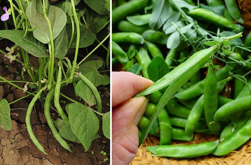Snap beans, garden peas tested for organic farming