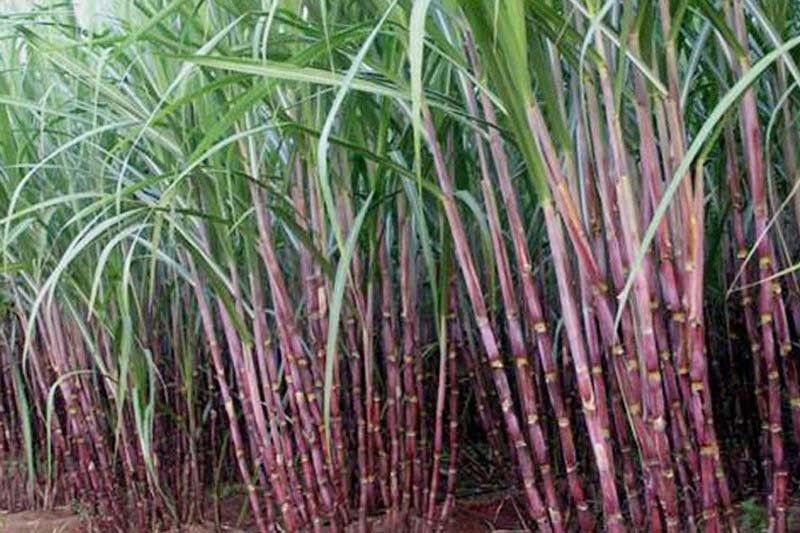 DA plans satellite imagery, aerial sensing on sugarcanes