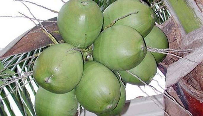 Coconut industry seeks to reclaim global stature