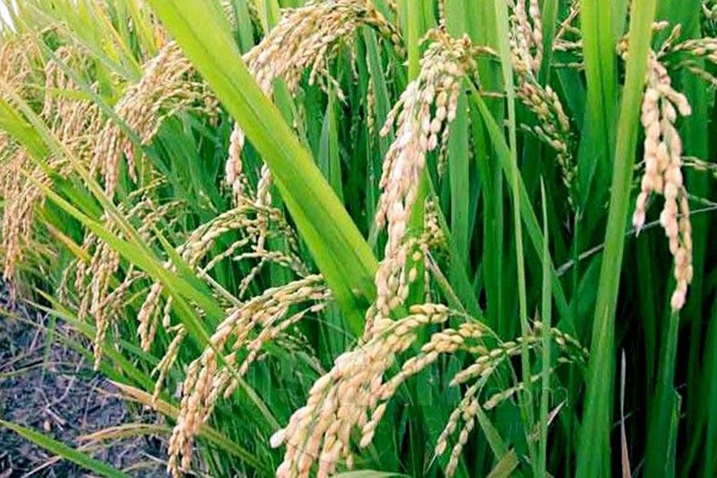 JICA, IRRI joint research on rice yields 200 high-growth varieties