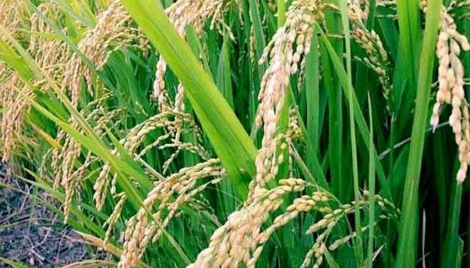 JICA, IRRI joint research on rice yields 200 high-growth varieties