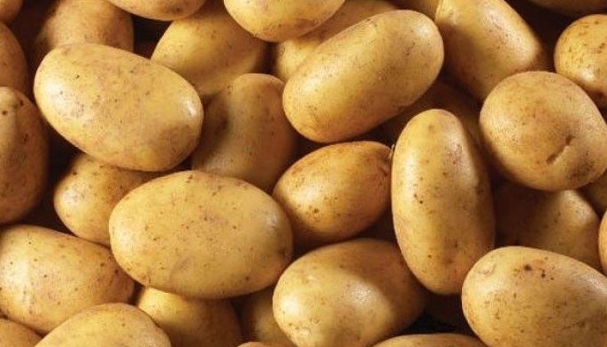 URC, DA partner for potato production