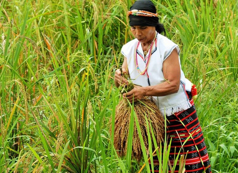 2nawon Festival marks Ifugaoâ��s first harvest
