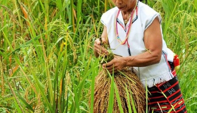 2nawon Festival marks Ifugao&rsquo;s first harvest