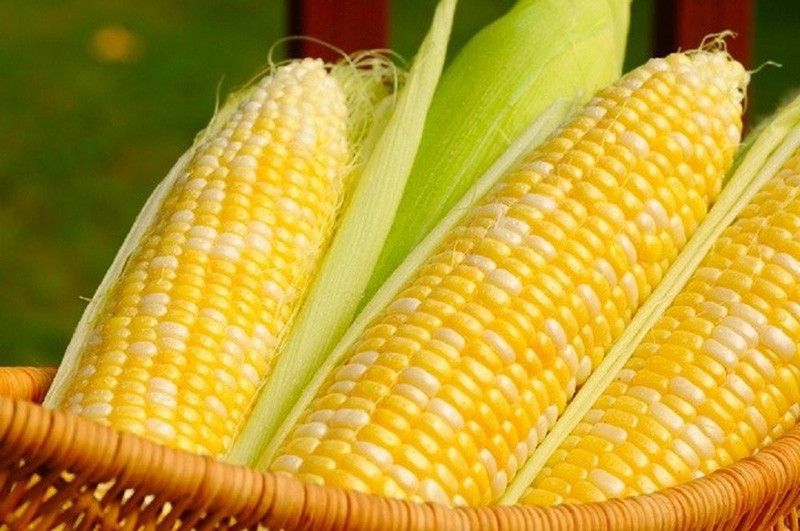 GM corn aids Philippine self-sufficiency
