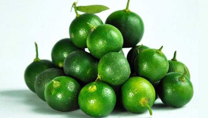 DA, Searca partner to boost calamansi value chain