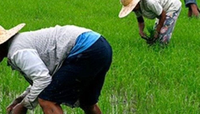 Typhoons trim farm output 1.4% in 2016