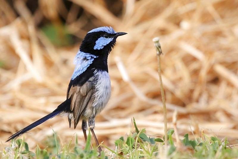 Birds learn another 'language' by eavesdropping on neighbors