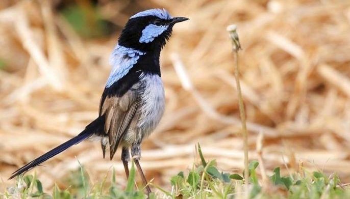 Birds learn another 'language' by eavesdropping on neighbors